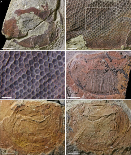 Details of Anomalocaris briggsi eyes (Image courtesy John Paterson et al.)