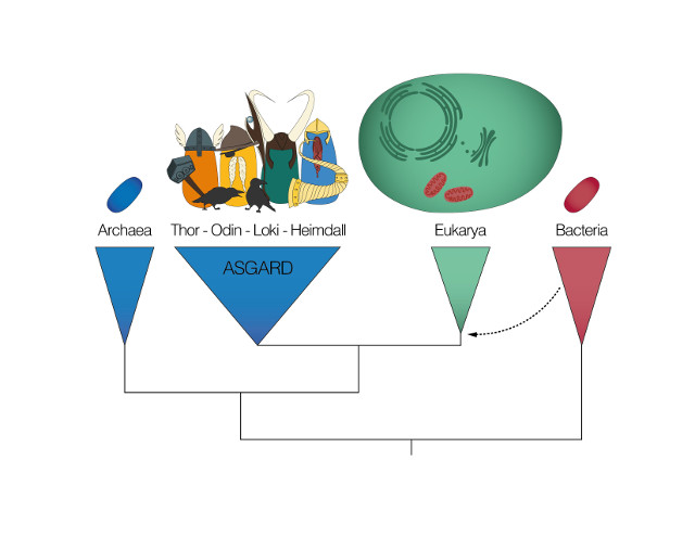 Asgard archaea in the tree of life (Image courtesy Eva Fernandez-Caceres)