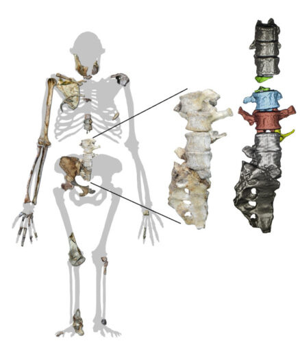 A silhouette of Australopithecus sediba showing the available bones with the vertebrae and their 3D reconstruction