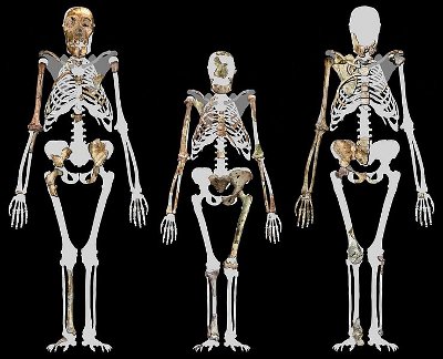 Australopithecus sediba, aka Malapa Hominin 1 (MH1) left, Lucy (AL 288-1) (Centre), and Malapa Hominin 2 (MH2) right