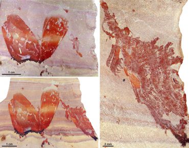 Pahvantia hastasta fossils (Image courtesy Stephen Pates / Rudy Lerosey-Aubril)