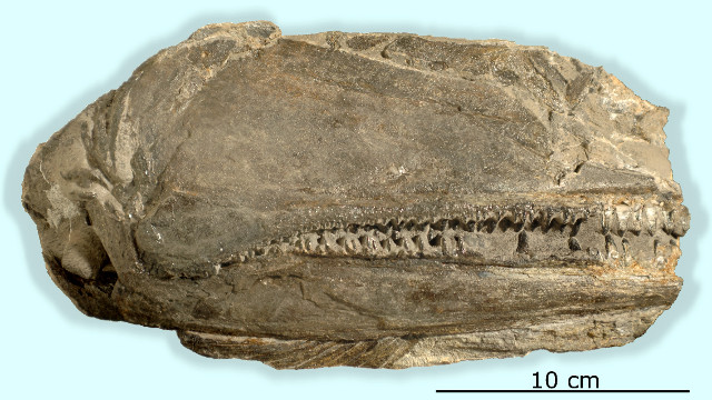 Birgeria americana fossil (Image courtesy UZH)