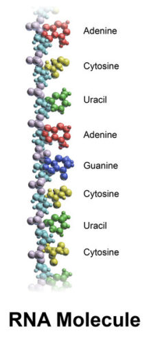 RNA molecule with its bases