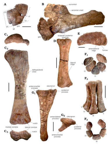 Forelimb bones of one of the Bustingorrytitan shiva specimens discovered.