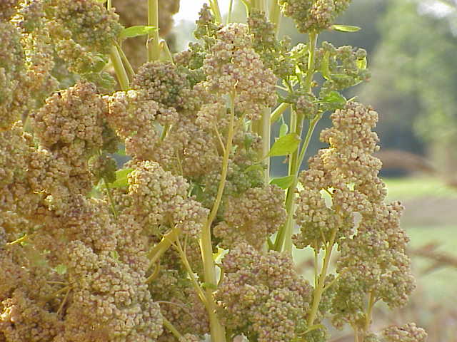 Quinoa plants