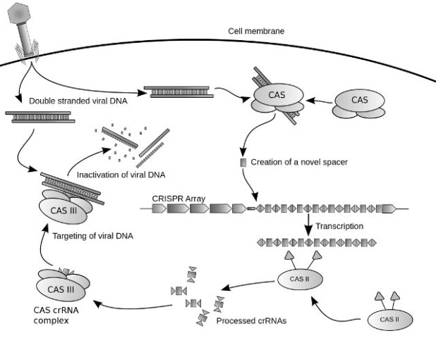 Diagram of the possible mechanism for CRISPR (Image courtesy James Atmos)