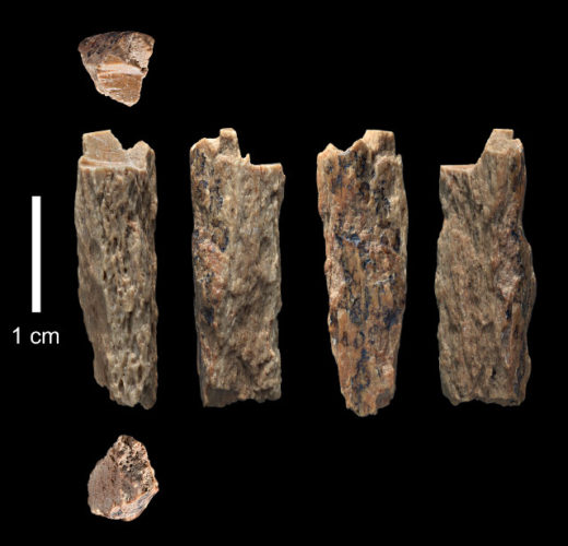 Views of the Denisova 11 bone (Image courtesy Thomas Higham, University of Oxford)
