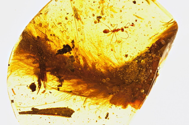 The piece of amber with a dinosaur tail (Photo courtesy Ryan McKellar, Royal Saskatchewan Museum)