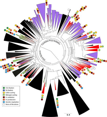 The tree of life (Image courtesy Banfield Group)