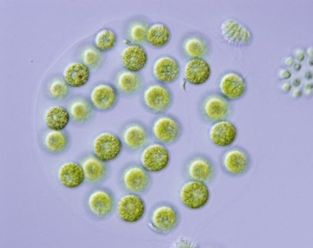 A female Eudorina colony with 32 large egg cells (Image courtesy Hiroko Kawai-Toyooka, University of Tokyo. All rights reserved)