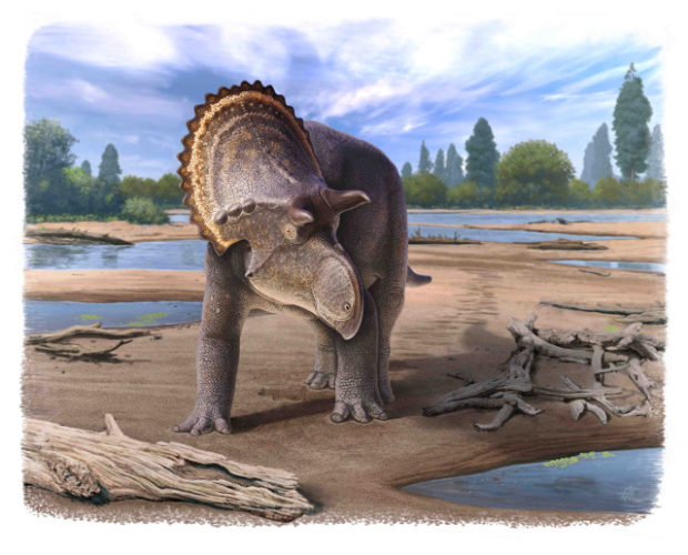 Representation of Nasutoceratops (Image courtesy Cleveland Museum of Natural History)