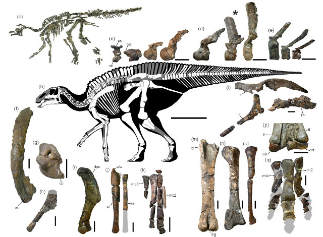 Kamuysaurus japonicus was a duck-billed dinosaur that lived 72 million years ago