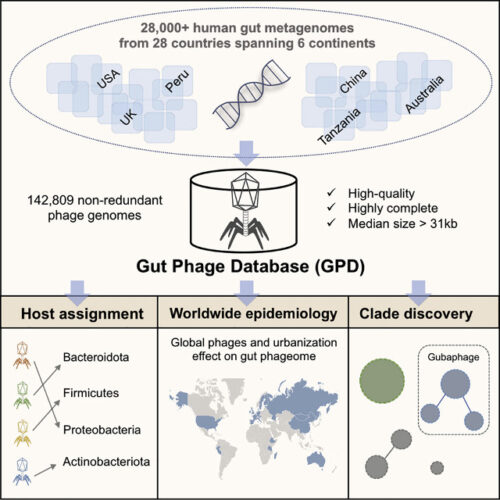 Illustration of the diversity of bacteriophage viruses of the human gut microbiome