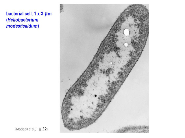 The study of bacteria offers new clues to the evolution of photosynthesis
