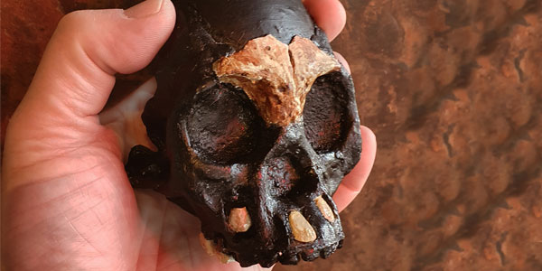 A reconstruction of Leti's skull in Professor Berger's hand