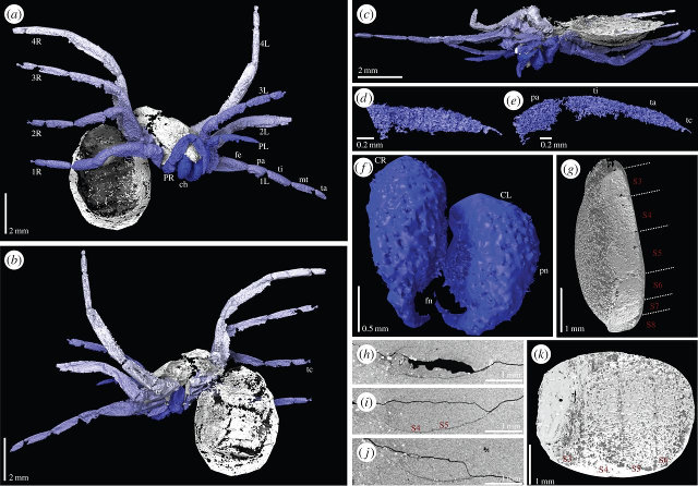 Different views of Idmonarachne Brasieri scans (Image Russell J. Garwood et al.)