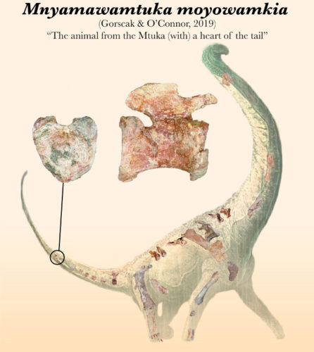 Mnyamawamtuka moyowamkia was a titanosaur that lived in today's Tanzania 100 million years ago