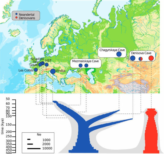 Neanderthal relationships tree