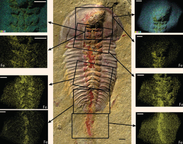Palaeolenus lantenoisi (Image courtesy Hopkins et al)