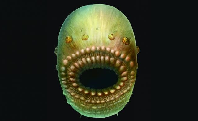 Saccorhytus coronariusm reconstruction (Image courtesy Jian Han)