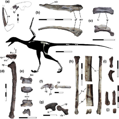 Silhouette of Overoraptor chimentoi with the bones found
