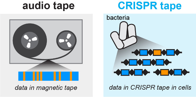 A comparison between magnetic tape and bacteria as tapes (Image courtesy Wang Lab/Columbia University Medical Center)