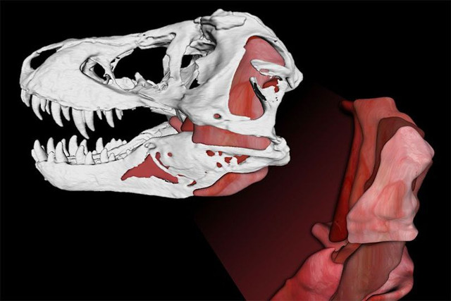 Simulation of Tyrannosaurus rex anatomy (Image courtesy Gregory Erickson e Paul Gignac / Florida State University/Oklahoma State University / Scientific Reports)