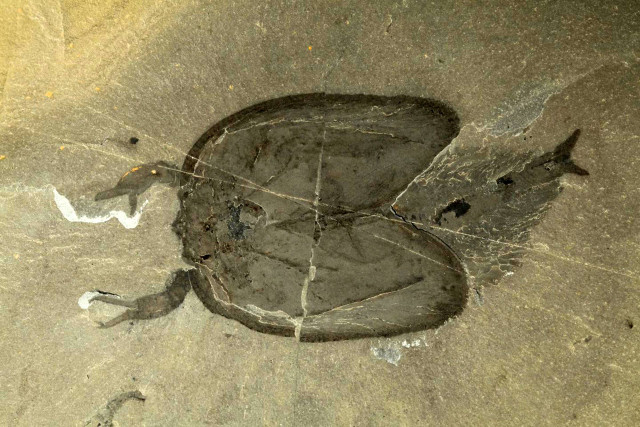 Tokummia katalepsis fossil (Photo courtesy Aria / Jean-Bernard Caron)