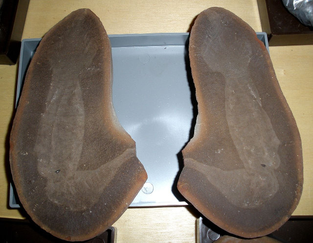 Fossils of Tullimonstrum gregarium, the Tully monster