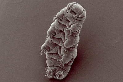 Tardigrade of the species Hypsibius dujardini