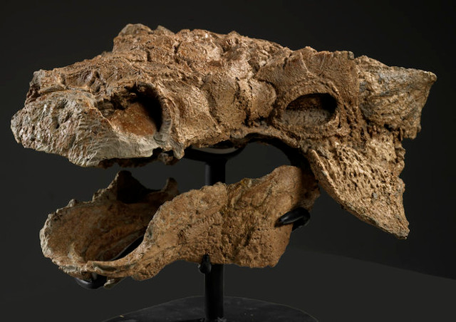 Zuul crurivastator Skull (Photo courtesy Brian Boyle/Royal Ontario Museum)