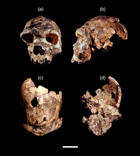 The Bodo 1 skull (Image courtesy Jeffrey H. Schwartz / Roksandic et al.)
