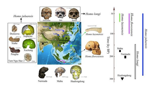 A scheme of the organization of the fossils of Asian hominins from the Late Quaternary