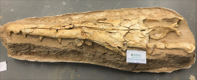 Gavialimimus almaghribensis fossil