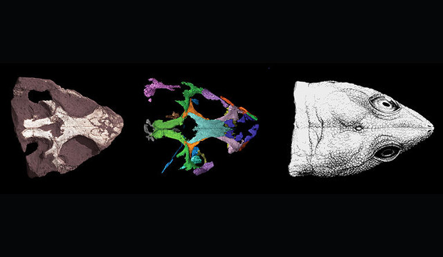 Colobops noviportensis' skull reconstruction phases (Image courtesy Yale University)