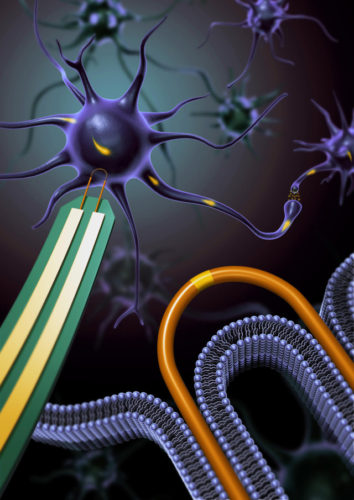 Artist's concept of a nanoprobe connecting to a neuron (Image courtesy Lieber Group, Harvard University. All rights reserved)