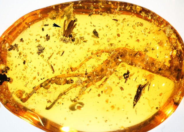 The amber piece with lizard leg and mycomycete (Image courtesy Alexander Schmidt, University of Göttingen and Scientific Reports)