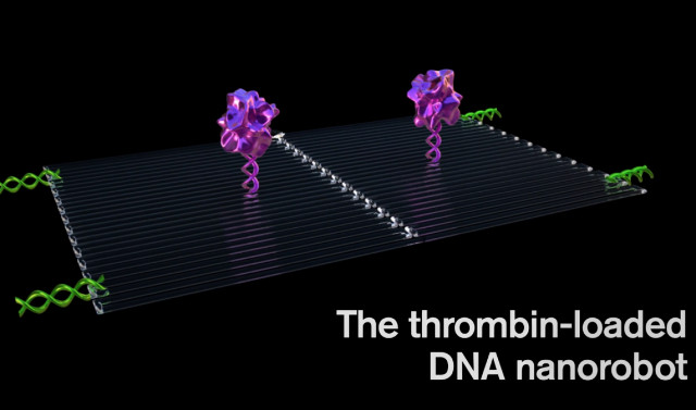 DNA nanorobots with thrombin molecules (Image courtesy Jason Drees, Arizona State University. All rights reserved)