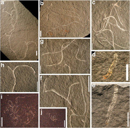 a-h Chinggiskhaania bifurcata fossils, i-j Zuunartsphyton delicatum fossils (Image Stephen Dornbos et al.)