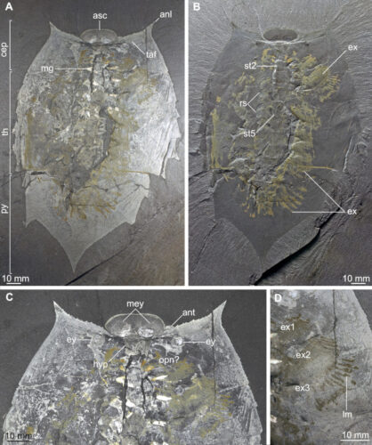 Various views of the holotype of Helmetia expansa (Image courtesy Jean-Bernard Caron and Sarah Losso)
