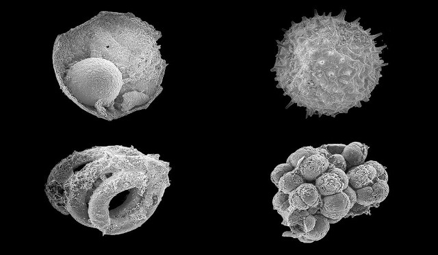 Some microfossils from the Khesen Formation (Image courtesy Yale University)