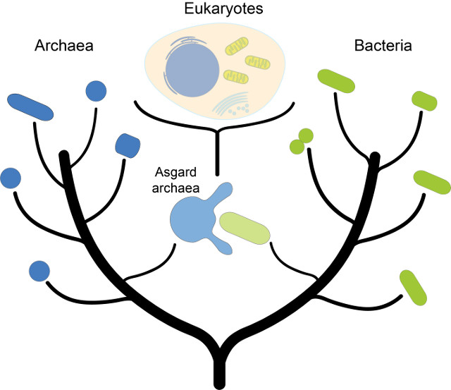 Illustration of tree of life branches including archaea and eukaryotes with their possible interbreeding