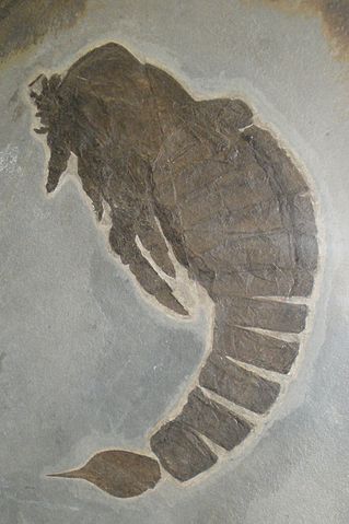 Slimonia acuminata fossil