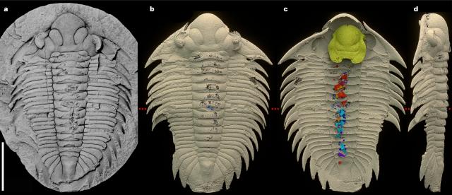 The fossil of Bohemolichas incola (a) and views of its 3D reproduction with the contents of its digestive tract highlighted in shades of red and blue (c)