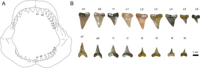 Great white shark jaws and fossil teeth