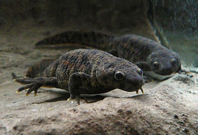 Iberian ribbed newt (Pleurodeles waltl)