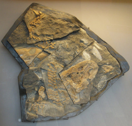 Fossil of Acanthostega gunnari