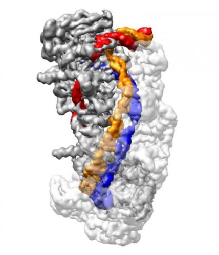 A cryo-electron microscope image of a CRISPR molecule (Image courtesy Liao lab/Harvard Medical School)