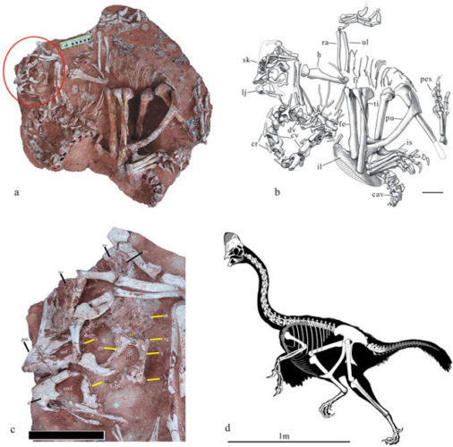 Corythoraptor jacobsi's fossils and drawings (Image courtesy Lü Junchang et al.)