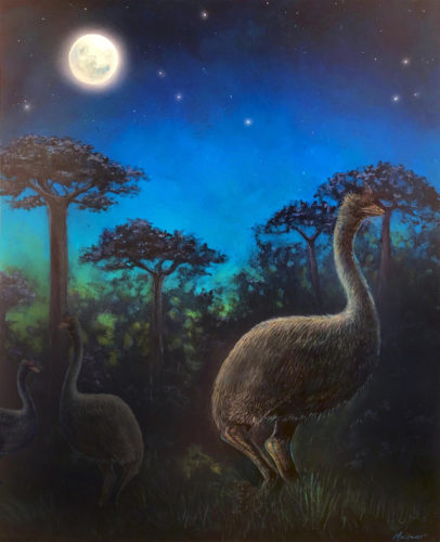Artist's reconstruction of Elephant Birds (Image courtesy John Maisano for the University of Texas at Austin Jackson School of Geosciences)